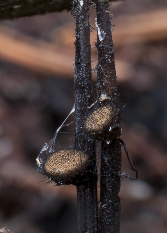 Desmazierella acicola